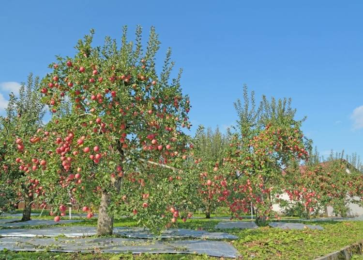 Apple trees with bright red apples