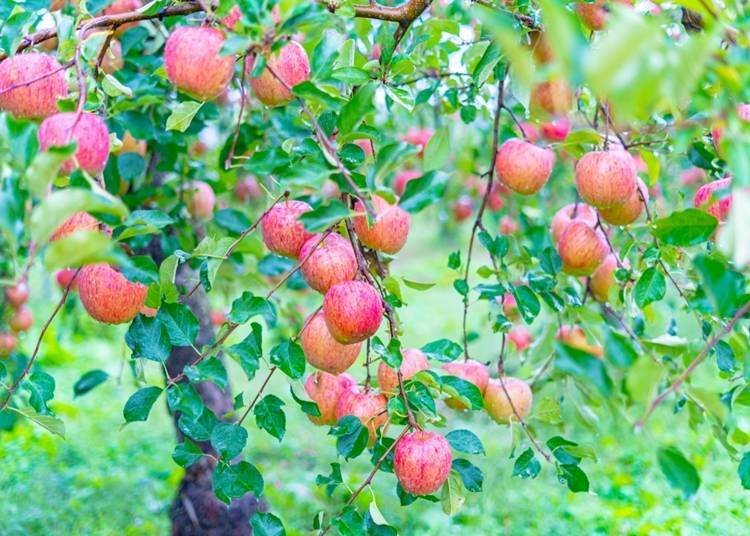Aomori apples have grown into a large industry through a history of struggles.