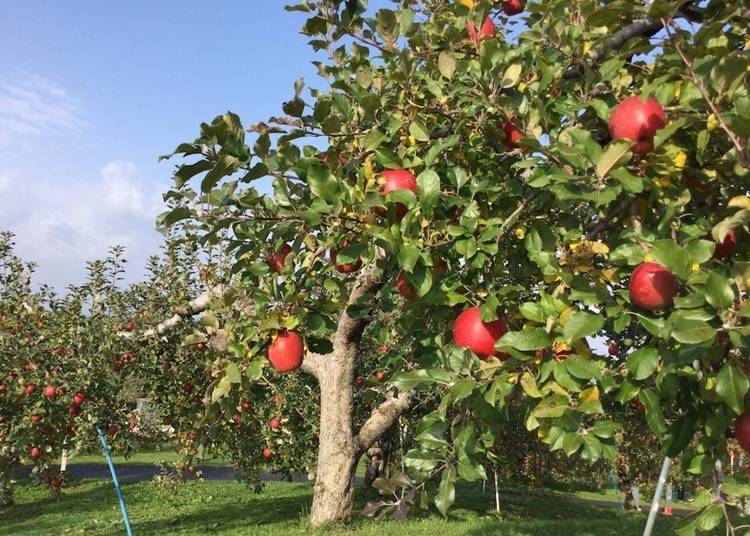 “Sun Fuji” in the park can be harvested from early November (Photo courtesy of Hirosaki Apple Park)