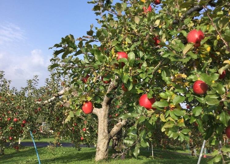 11月上旬から収穫できる公園内の「サンふじ」（写真提供：弘前市りんご公園）