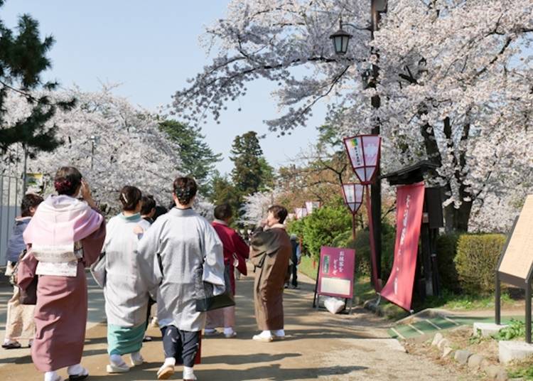 Tourists enjoying the cherry blossoms