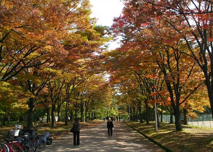 A footpath in the park (Photo courtesy of Hirosaki Park Information Site)