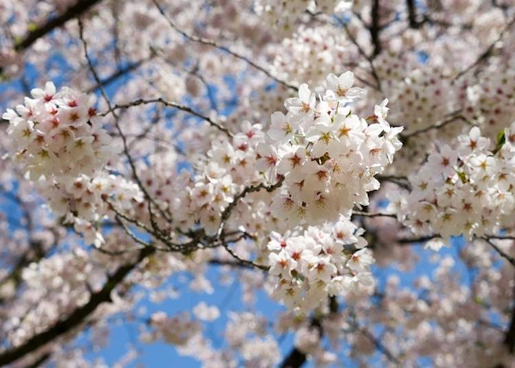 Bunches of cherry blossom petals