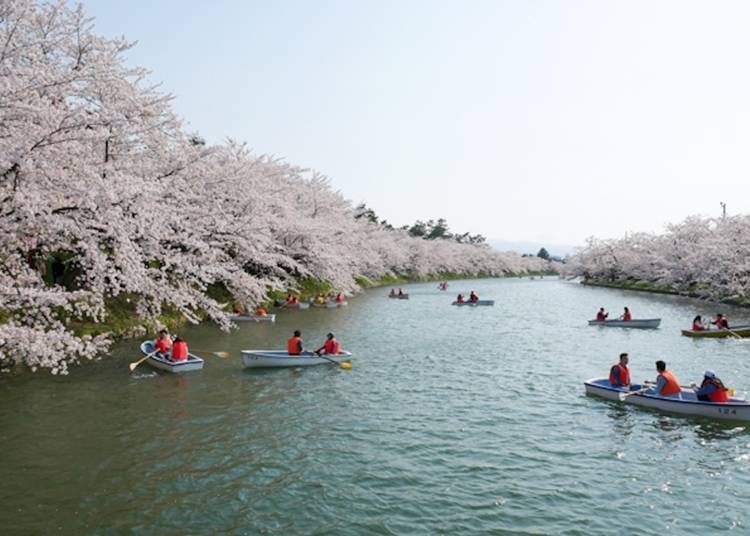 People boating through the cherry blossoms in the West Moat