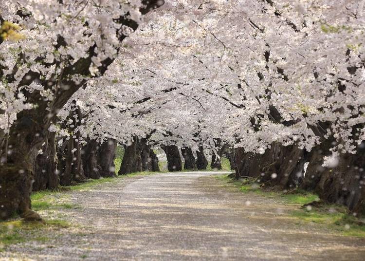 The Sakura Tunnel is a popular photo spot