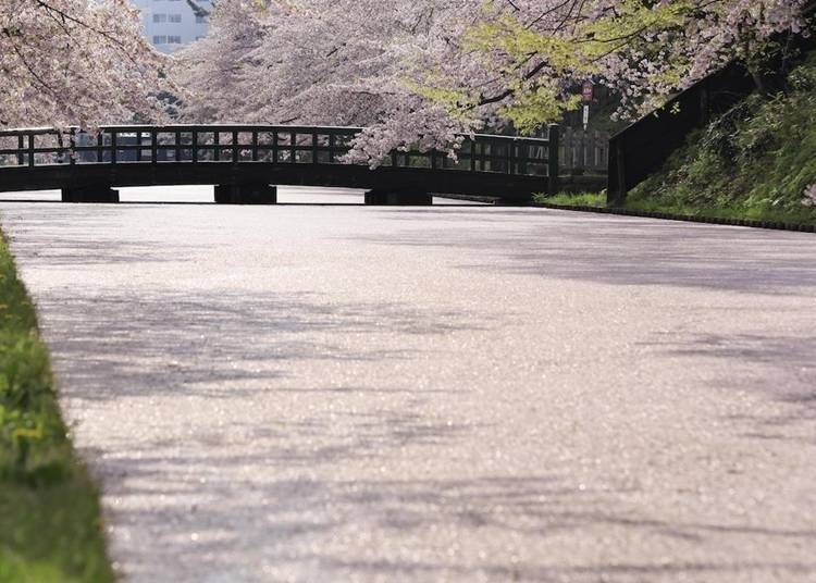 Hanaikada, where the moat is blanketed in a pink carpet of petals