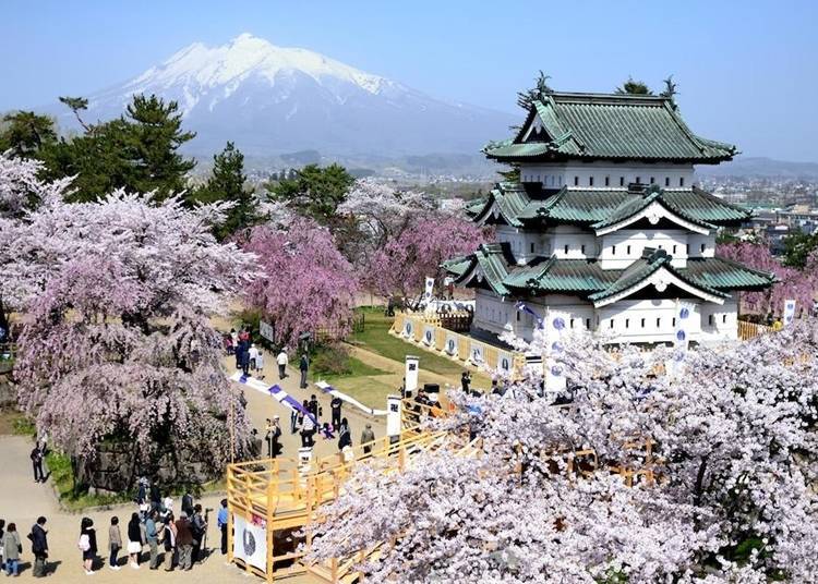 Cherry blossoms, Mt. Iwaki, and Hirosaki Castle Tower