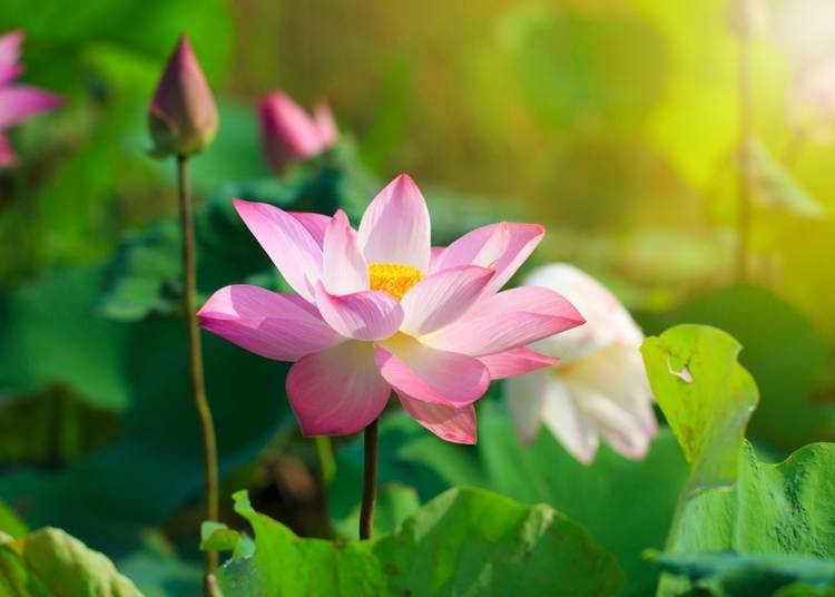The lotus flowers in the Lotus Pond are in full bloom from July to August