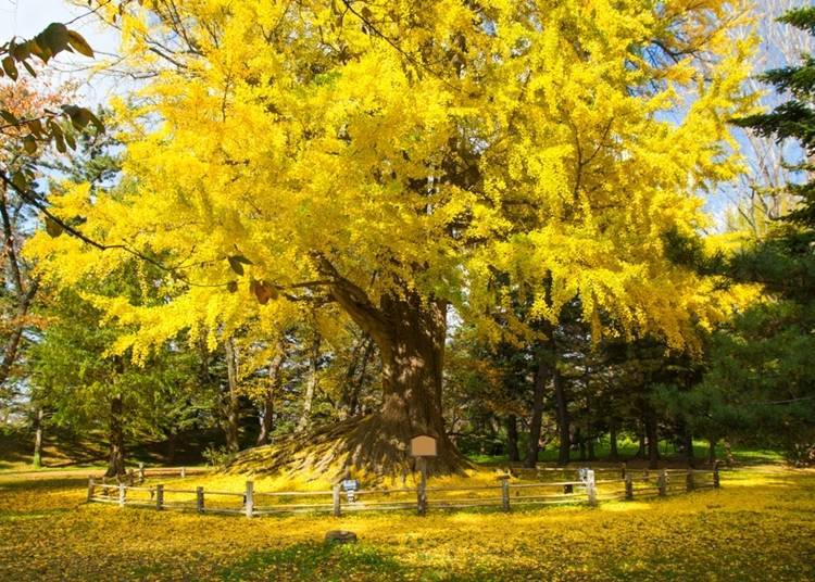 Ginkgo trees in Nishi no Kuruwa