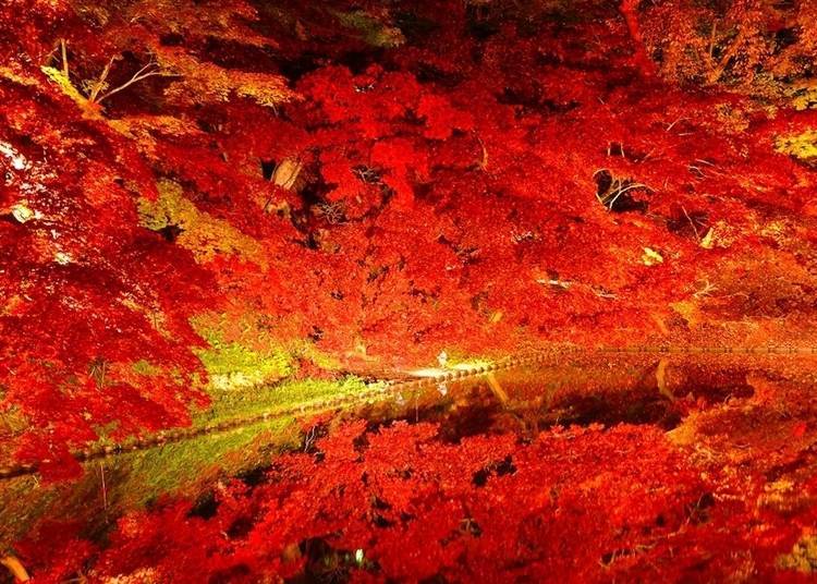 The illuminated autumn leaves have a different beauty from the daytime (Photo courtesy of Hirosaki City)
