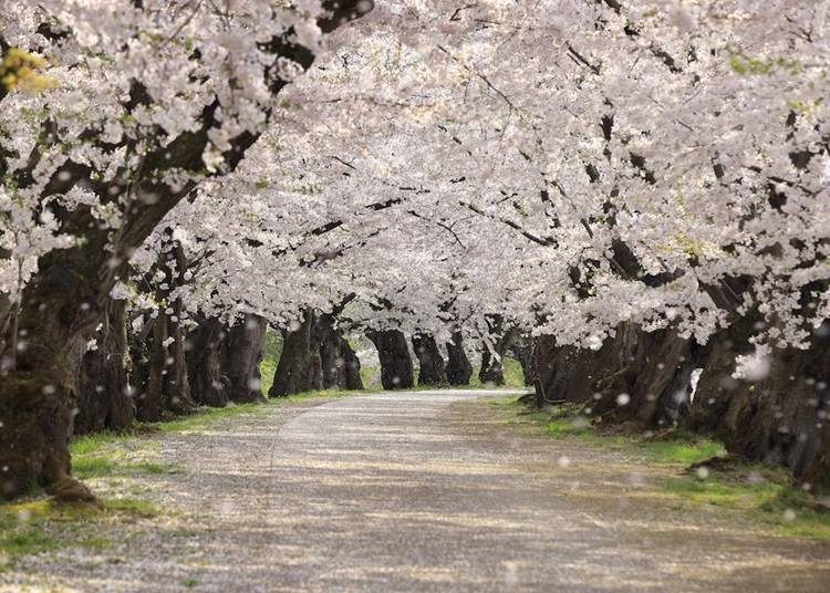 通称「桜のトンネル」は人気のフォトスポット