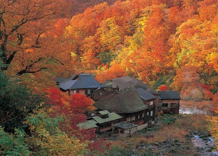 2.橡膠樹林：鶴之湯溫泉（秋田縣仙北市）