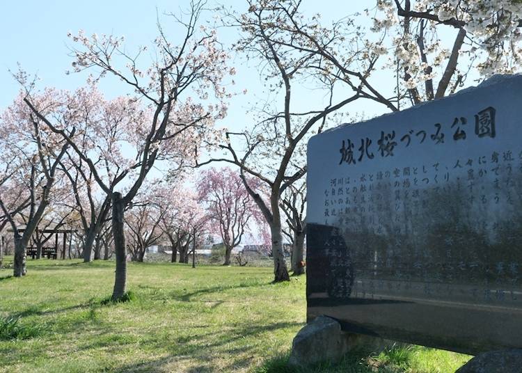 Johoku Sakura Zutsumi Park, where varieties not found in Hirosaki Park grow