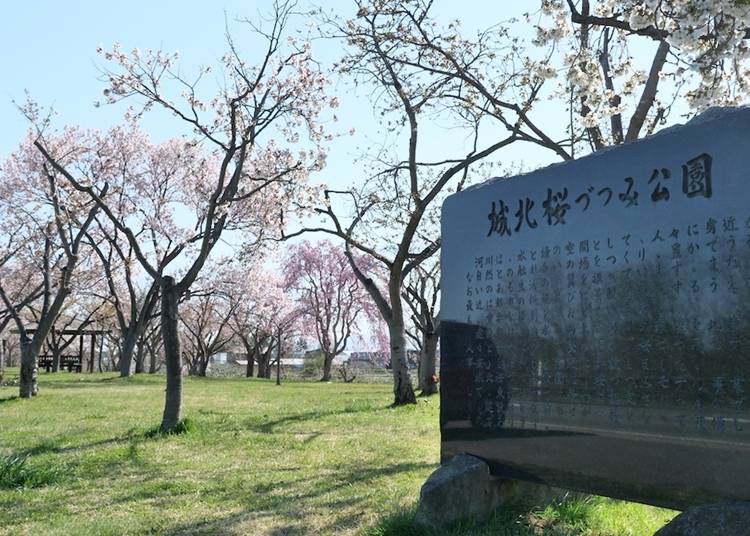 弘前公園にはない品種も植栽されている「城北桜づつみ公園」