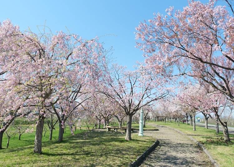 桜が植えられた遊歩道は歩いているだけで気持ちいい