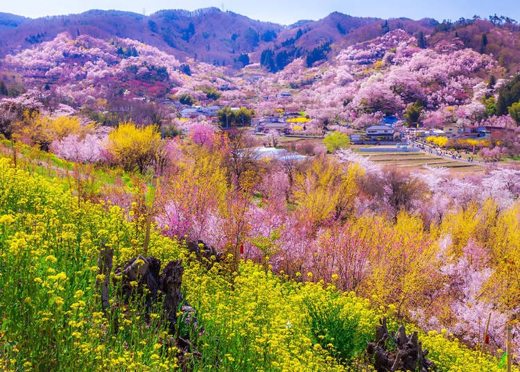 1. Hanamiyama (Fukushima City, Fukushima Prefecture) 
Train: Tohoku Shinkansen Yamabiko (Fukushima Station)