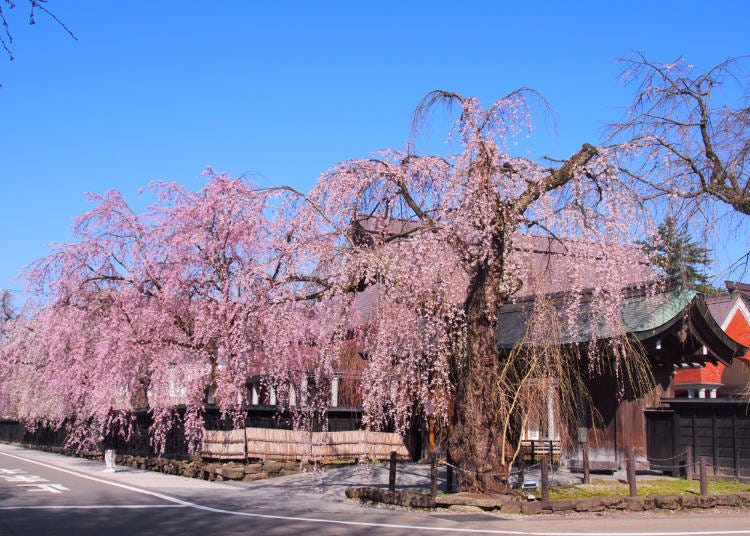 2. Bukeyashiki Street (Semboku City, Akita Prefecture)
Train: Akita Shinkansen Komachi (Akita Station)