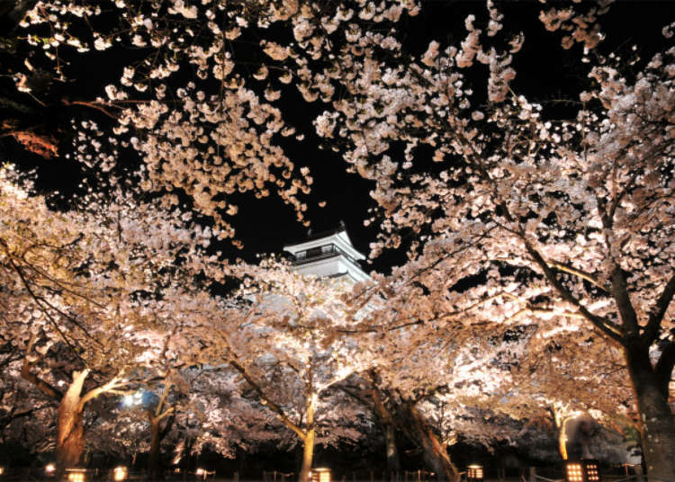 Top 10 Cherry Blossom Festivals to Enjoy in the Tohoku Region in 2022!