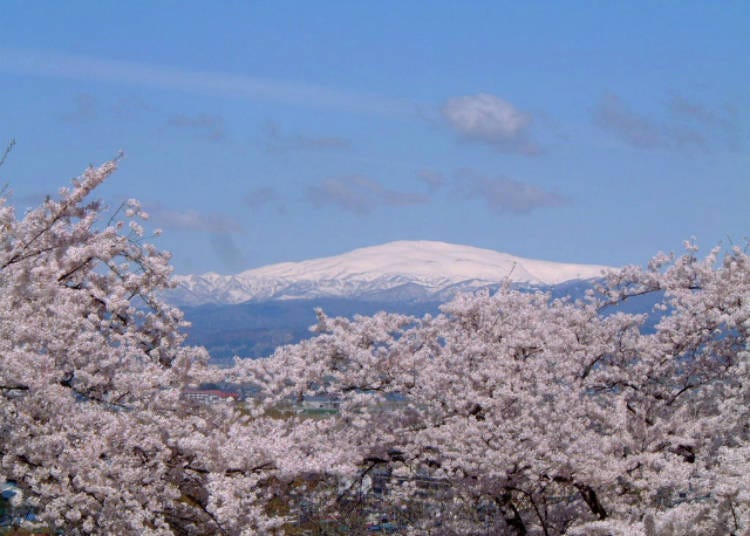 5. Tendo Cherry Blossom Festival and Human Shogi (Yamagata Prefecture)