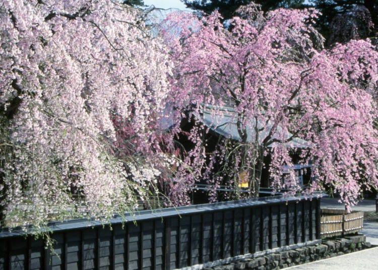 Cherry Blossoms along Bukeyashiki Street