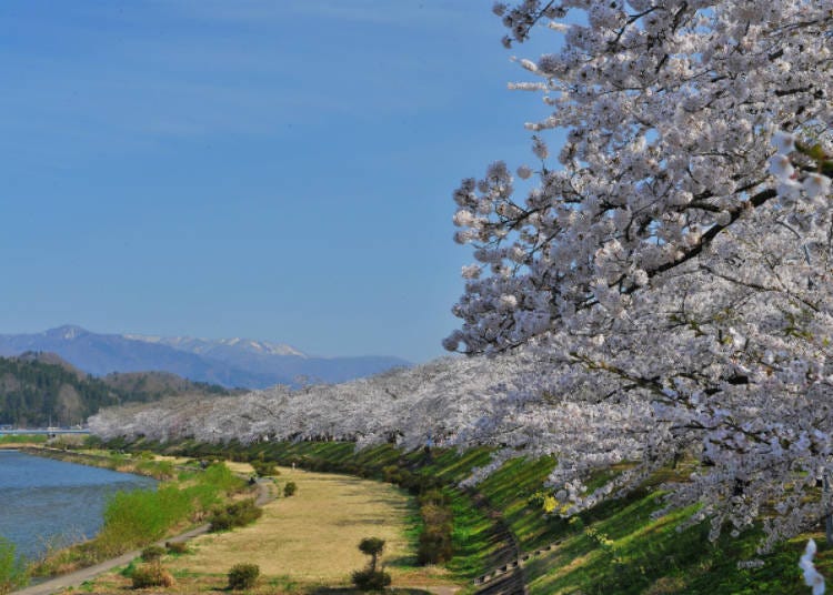 A row of cherry blossom trees on the Hinokinai Riverbank
