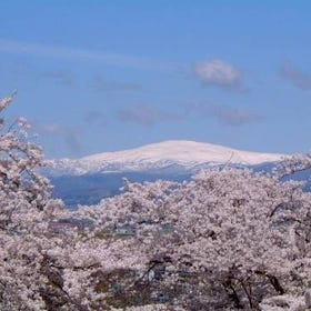 Two-day cherry blossom viewing tour in Tohoku Japan
(Photo: KKday)