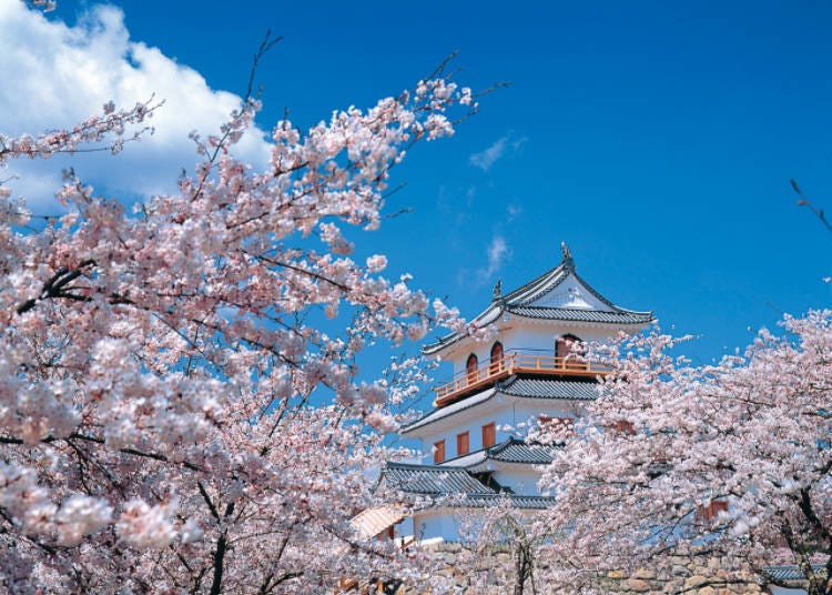 2) 시라이시조(성) 벚꽃축제(미야기현)