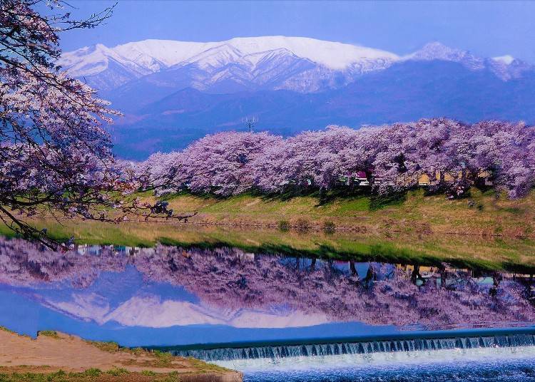 3) 오오가와라 벚꽃 축제(미야기현)