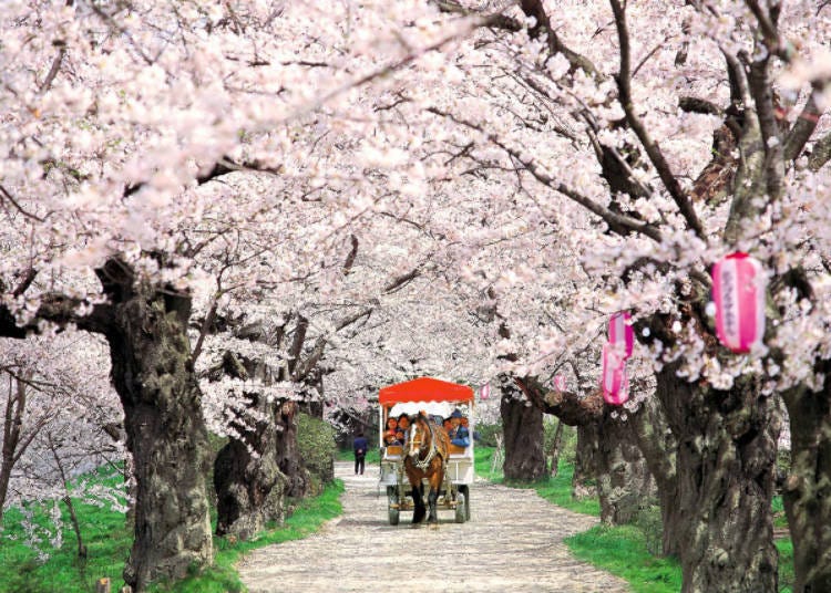 7) 기타카미 전승지 벚꽃 축제(이와테현)