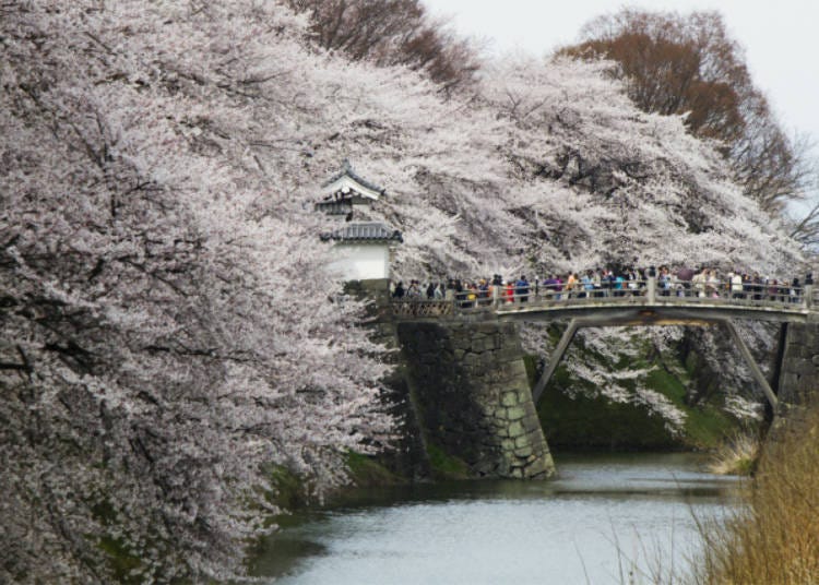 4）霞城观樱会（山形县）