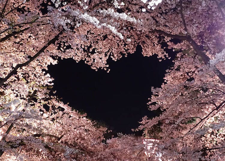 사진제공 : 히로사키 공원 종합정보사이트