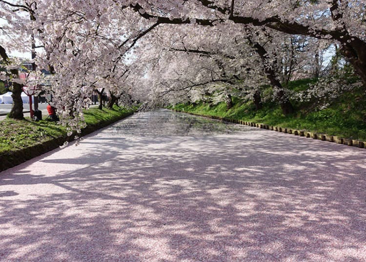 知名赏樱景点弘前城附近　照片提供：弘前公园总合情报站