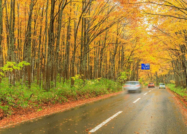 Aomori Fall Road Trip: 2-Day Drive Through Northern Japan's Gorgeous Autumn Foliage Spots