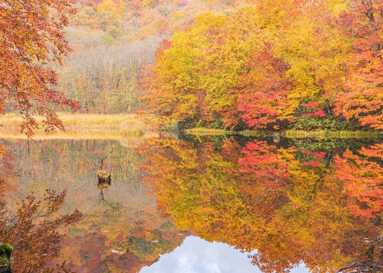 The foliage reflected in Tsutanuma Pond.  Photo: PIXTA
