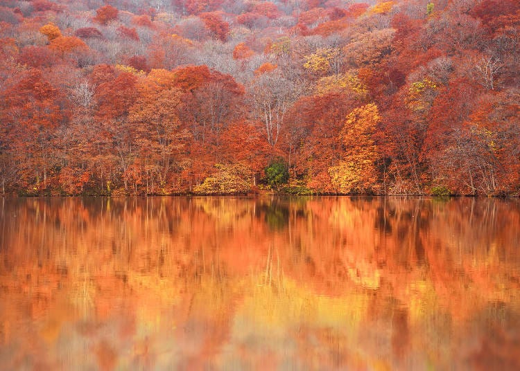 As the sun rises, the fall foliage of Tsutanuma Pond increases in beauty. Photo: PIXTA