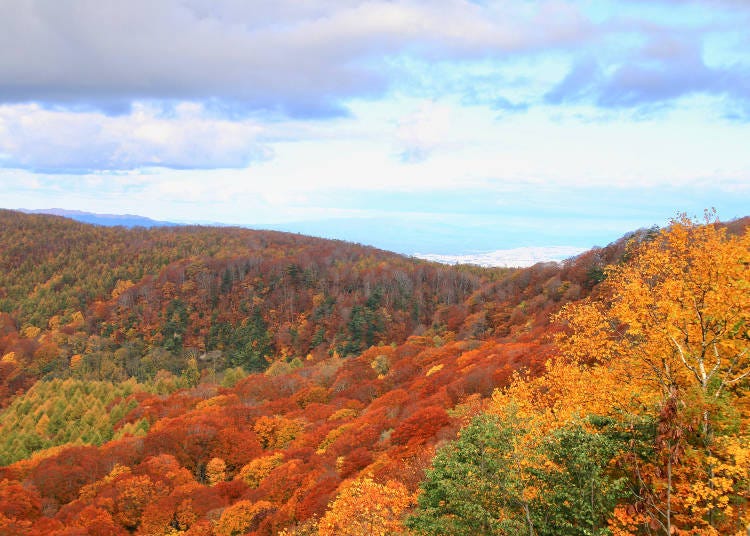 Brilliant autumn scenery right in front of your eyes. Photo: PIXTA