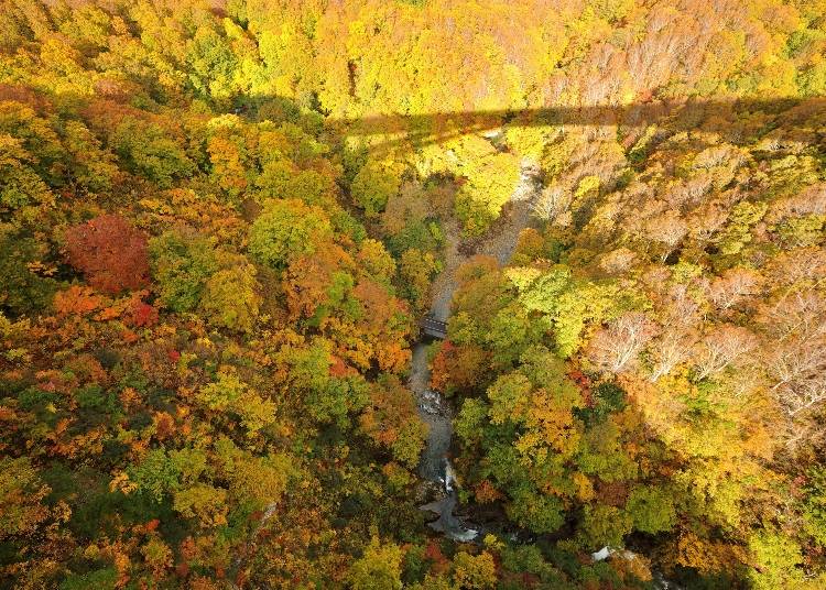 橋から見下ろす城ヶ倉渓流と紅葉　画像素材：PIXTA