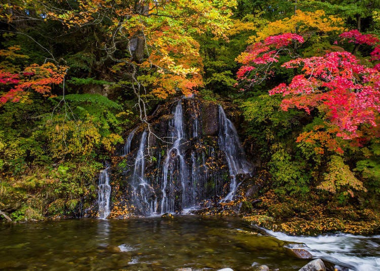 수령 200 년의 단풍　이미지 소재：PIXTA