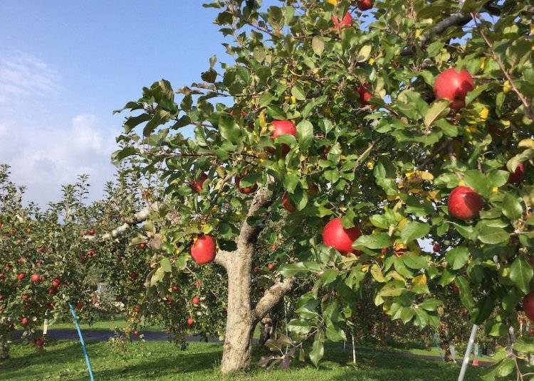 从弘前公园开车约10分钟就能抵达的「苹果公园」，有秋季限定的现采苹果体验。