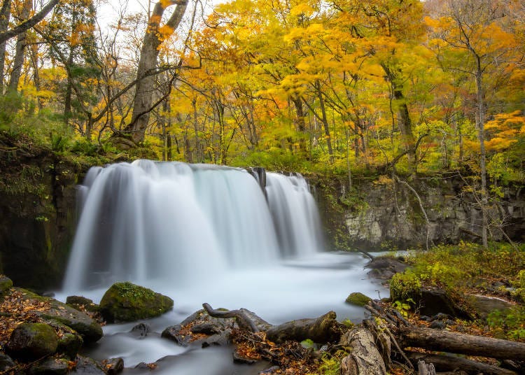 寬20公尺、高7公尺，壯觀的銚子大瀑布與轉鮮黃的紅葉　照片來源：PIXTA
