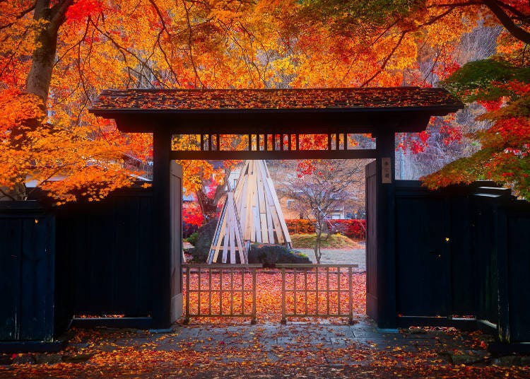 The residences are stunning in both spring and autumn! Image: Akita Fun