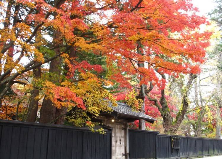 The Ishiguro Samurai House surrounded by fall foliage. Image: Kakunodate Sightseeing Information Center