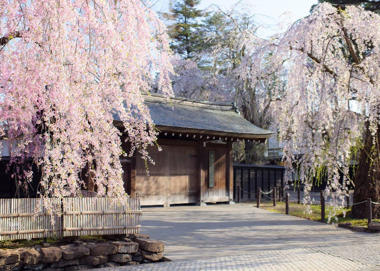 Cherry blossoms in spring. Image: PIXTA