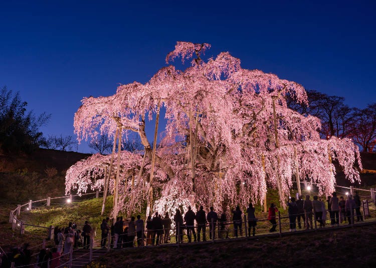 三春滝桜のライトアップ。画像素材：PIXTA