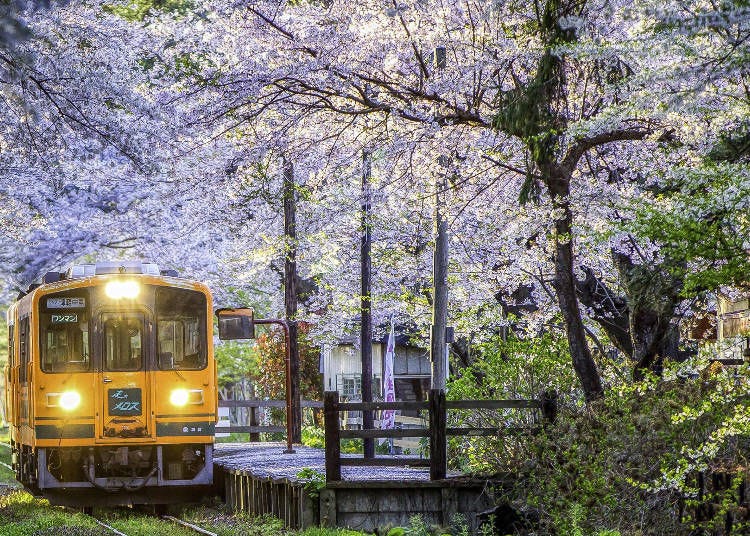 5 Trains for Seeing Cherry Blossoms in Tohoku: Enjoy Japan's Spring Scenery