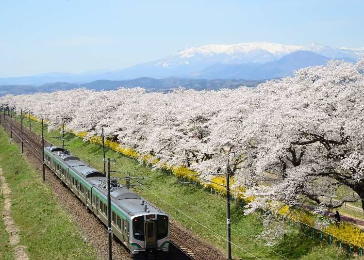1. Tohoku Main Line (Miyagi Prefecture): Enjoy breathtaking rows of cherry blossoms from the train!