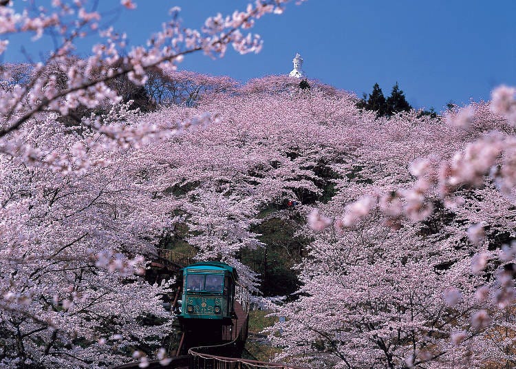 2. Miyagi Prefecture’s Slope Car: Take a ride to the cherry blossom-covered Funaoka Castle Park
