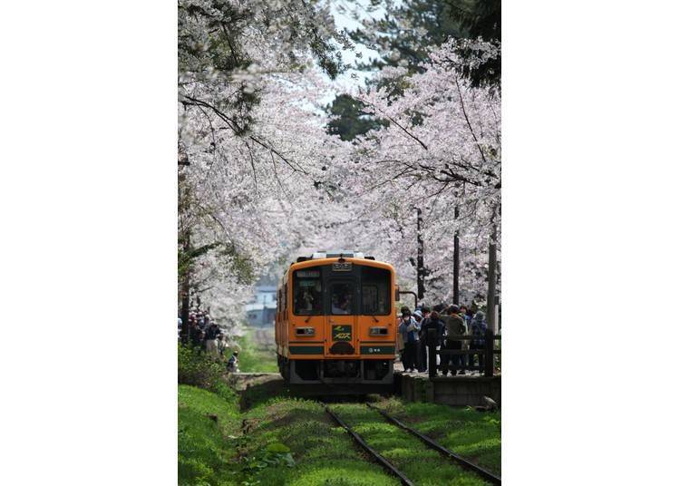 5. Tsugaru Railway (Aomori Prefecture): Trains run through a tunnel of blooming cherry blossoms