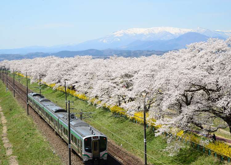 圧巻の光景！桜と鉄道のコラボレーションが楽しめる東北の絶景5選