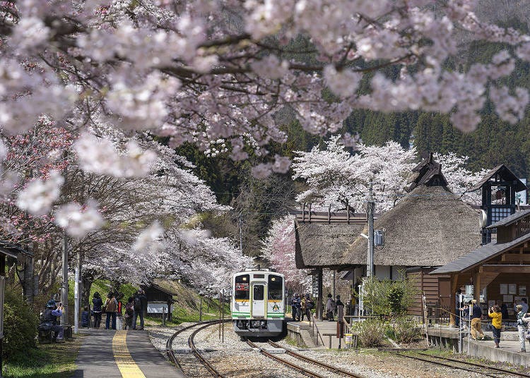 4. 역의 초가지붕이 벚꽃색으로 물드는 아이즈 철도 유노카미온센 역(후쿠시마)